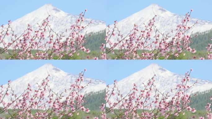 粉红色的杏仁或樱花在白雪覆盖的火山峰上