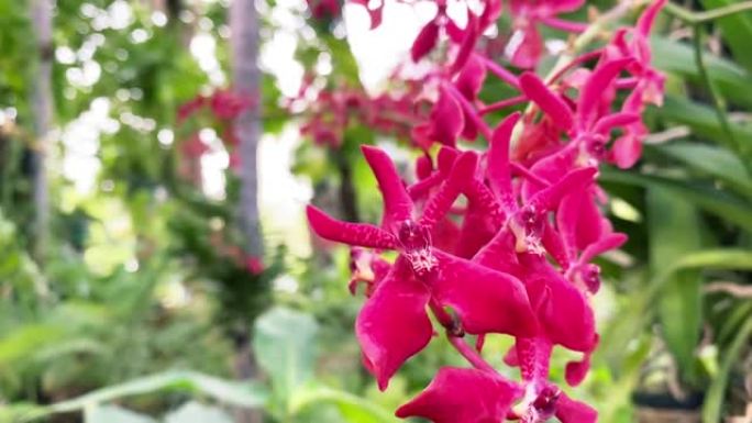美丽的Renanthera coccinea Lour，美丽的热带森林野生兰花。红色兰花，选择性聚焦
