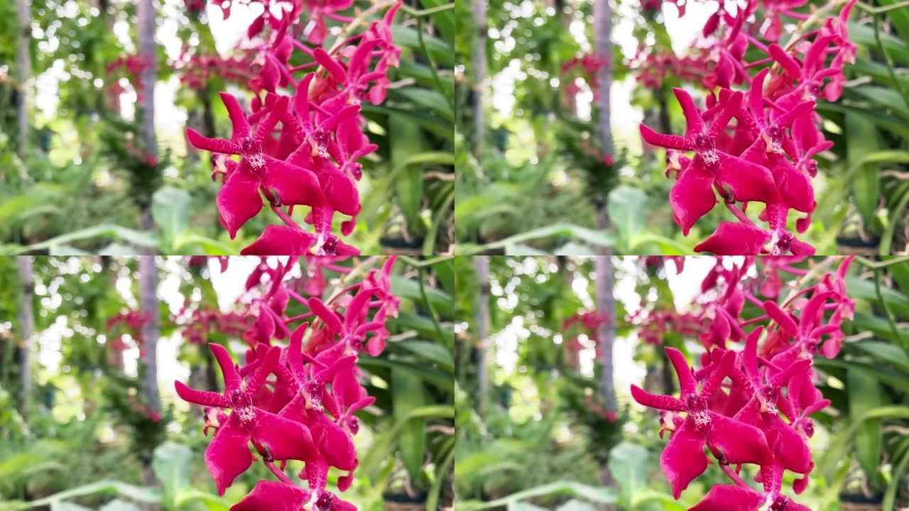 美丽的Renanthera coccinea Lour，美丽的热带森林野生兰花。红色兰花，选择性聚焦