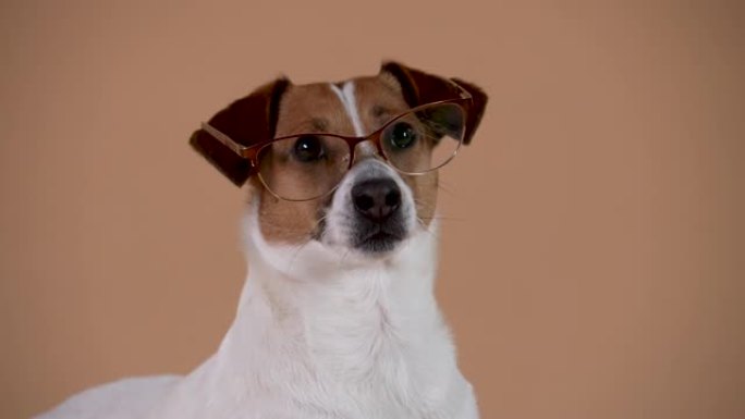聪明的杰克·罗素 (Jack Russell) 的肖像，戴着棕色背景的摄影棚里的眼镜。宠物仔细地看着
