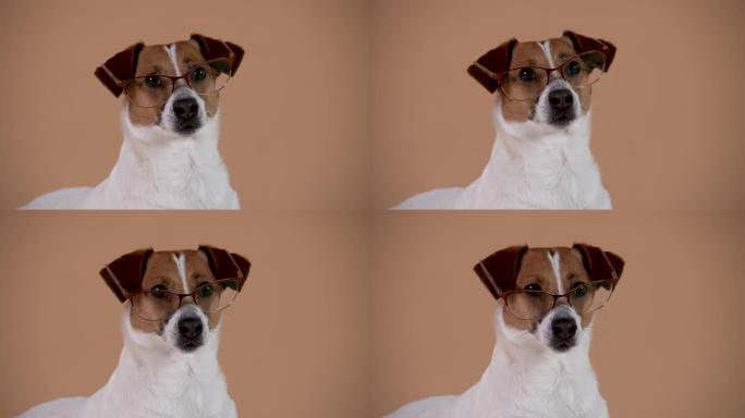 聪明的杰克·罗素 (Jack Russell) 的肖像，戴着棕色背景的摄影棚里的眼镜。宠物仔细地看着