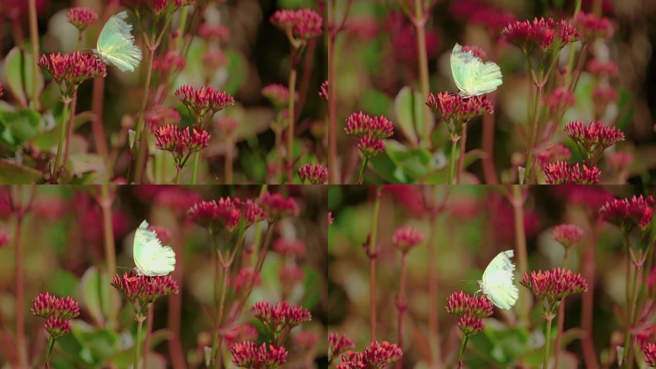 一只淡黄绿色的蝴蝶以慢动作从花中吸食花蜜