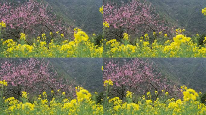 油菜花和桃花