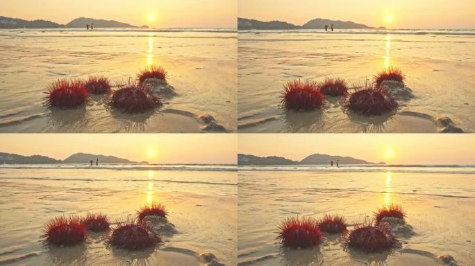 日落时巴东海滩上的红海顽童。