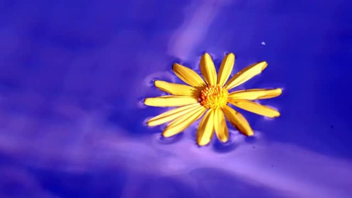 黄色雏菊漂浮在蓝色液体水中背景