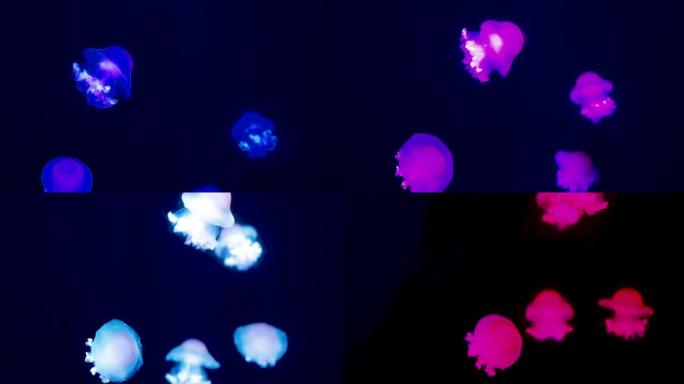 霓虹水母在水下用彩光照明