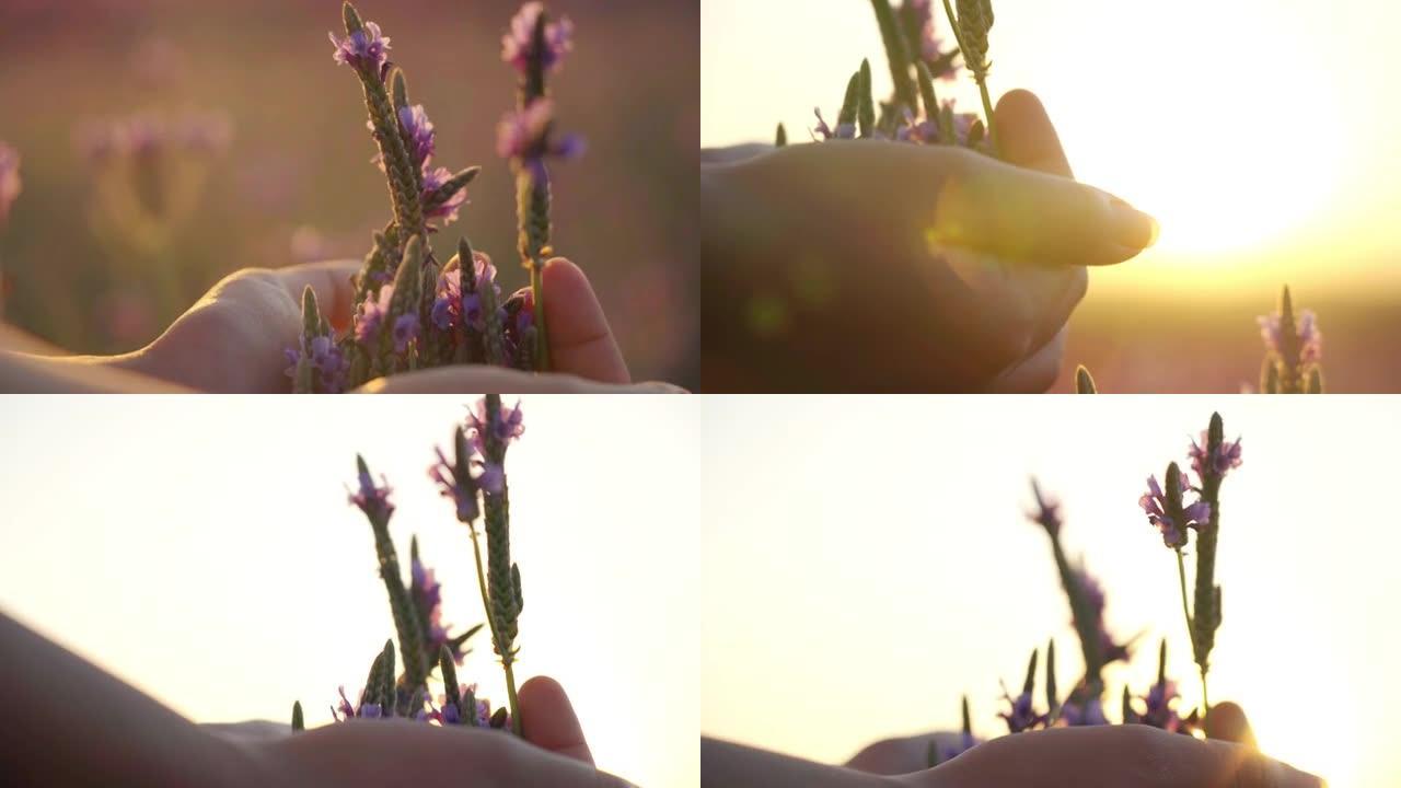 特写，POV，手触摸草地上的薰衣草花，考察质量，农业主题