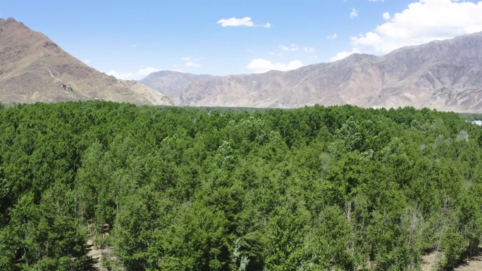 沙漠风沙 绿化 植树造林 沙漠化治理