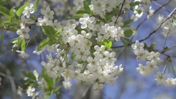 盛开的树。美丽开花的枝节苹果。白花杏。春季复活节贺卡。花樱桃开花。白花樱花。春天。春天的花朵。美丽的