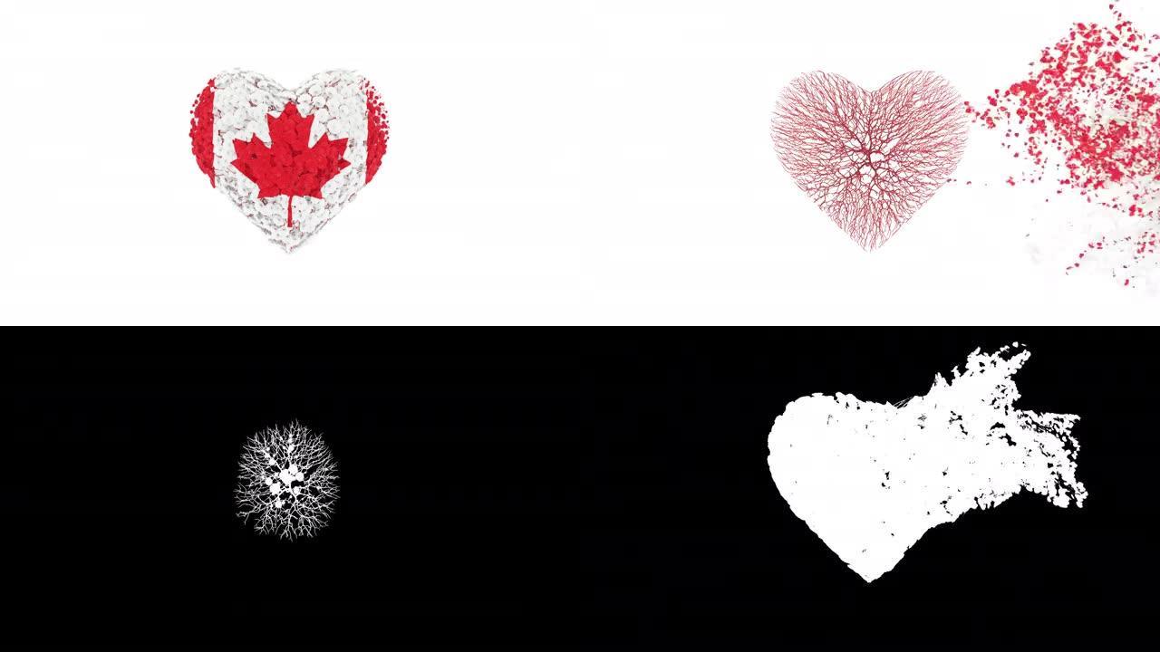加拿大的国庆节。加拿大的一天。7月1日。心动画与阿尔法磨砂。花朵形成心形。