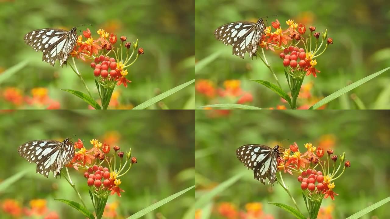 帝王蝶在红色花朵的细节视图特写。特写蝴蝶视图收集Netcra从花。老虎蝴蝶的特写镜头。野生蝴蝶在花上