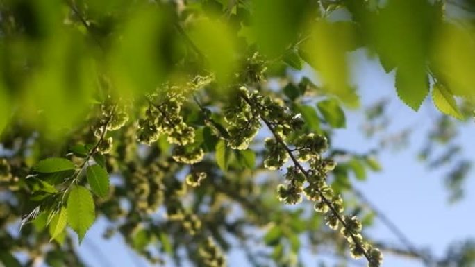 绿色榆树种子覆盖着天空的树枝