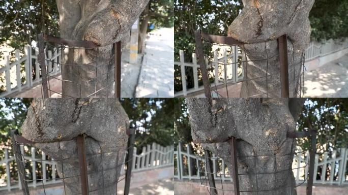 一棵树被困在铁树护栏或金属护栏或围栏中