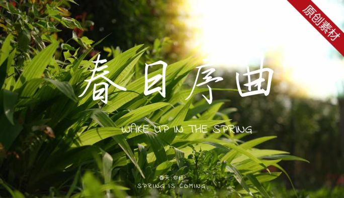 春天植物光影B阳光树叶
