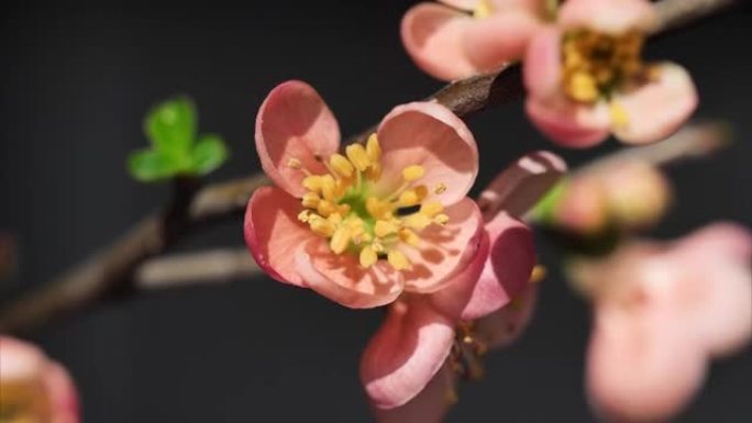 春季红色木瓜花特写，4k镜头，从散焦到聚焦，放大镜头。