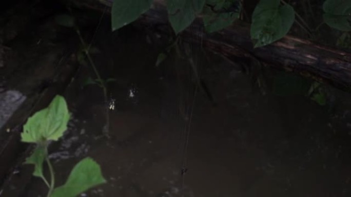 蜘蛛在清澈的水流上筑起网