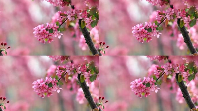 榆叶梅花怒放的花朵