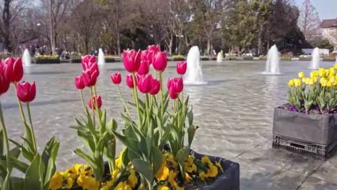 东京台东区上野的公园里有喷泉和郁金香床的池塘