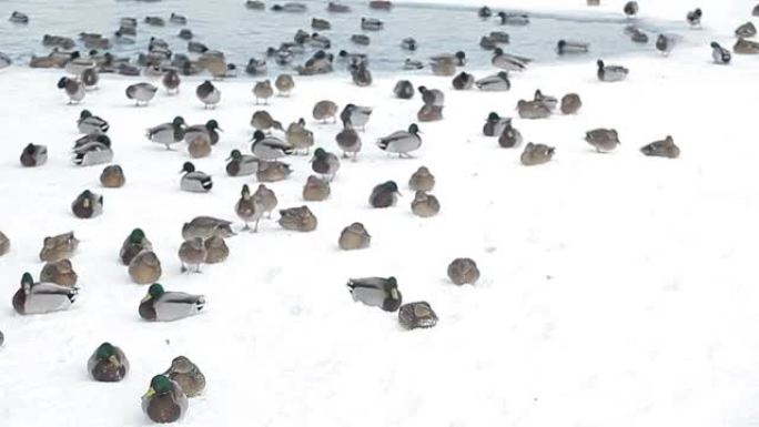 鸭子冻湖的镜头