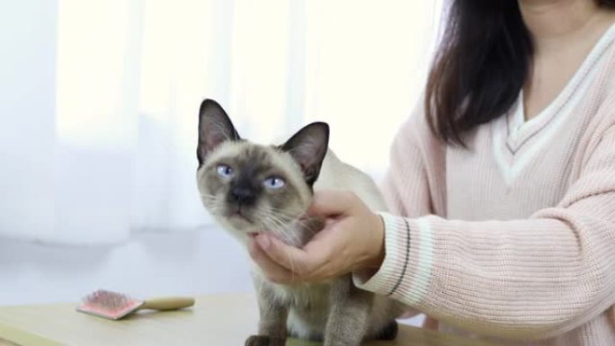 女人拥抱可爱的猫。友谊动物爱好者。信任人类的挚爱。