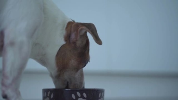 食欲不振的小狗杰克罗素梗从地板上的碗里吃食物