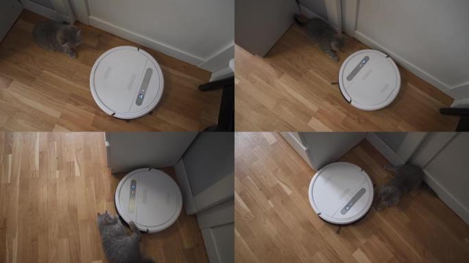 清洁宠物友好的智能技术。圆形白色机器人吸尘器清洁地板，灰色苏格兰直小猫无忧无虑在家玩耍。室内的小型猫