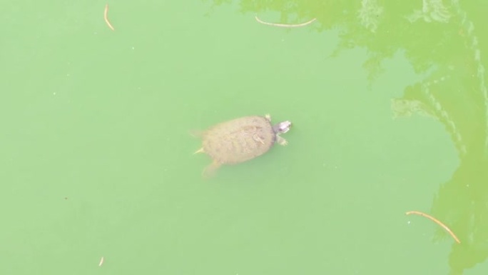 绿水龟