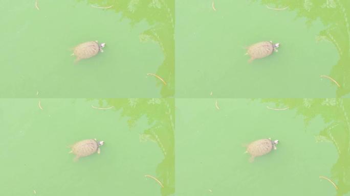 绿水龟