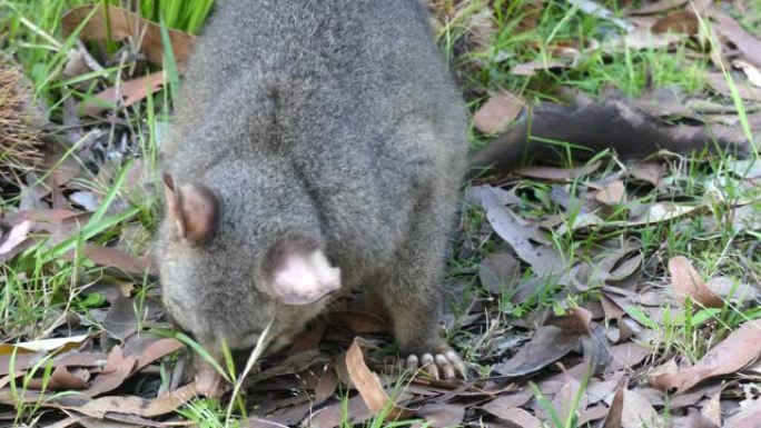 野生澳大利亚刷尾负鼠吃草极端特写