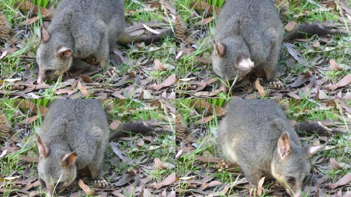 野生澳大利亚刷尾负鼠吃草极端特写