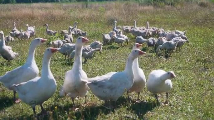 一群可爱的小白家鹅在阳光明媚的金色夏日乡村风景中快乐地行走。高增益效应。4k分辨率