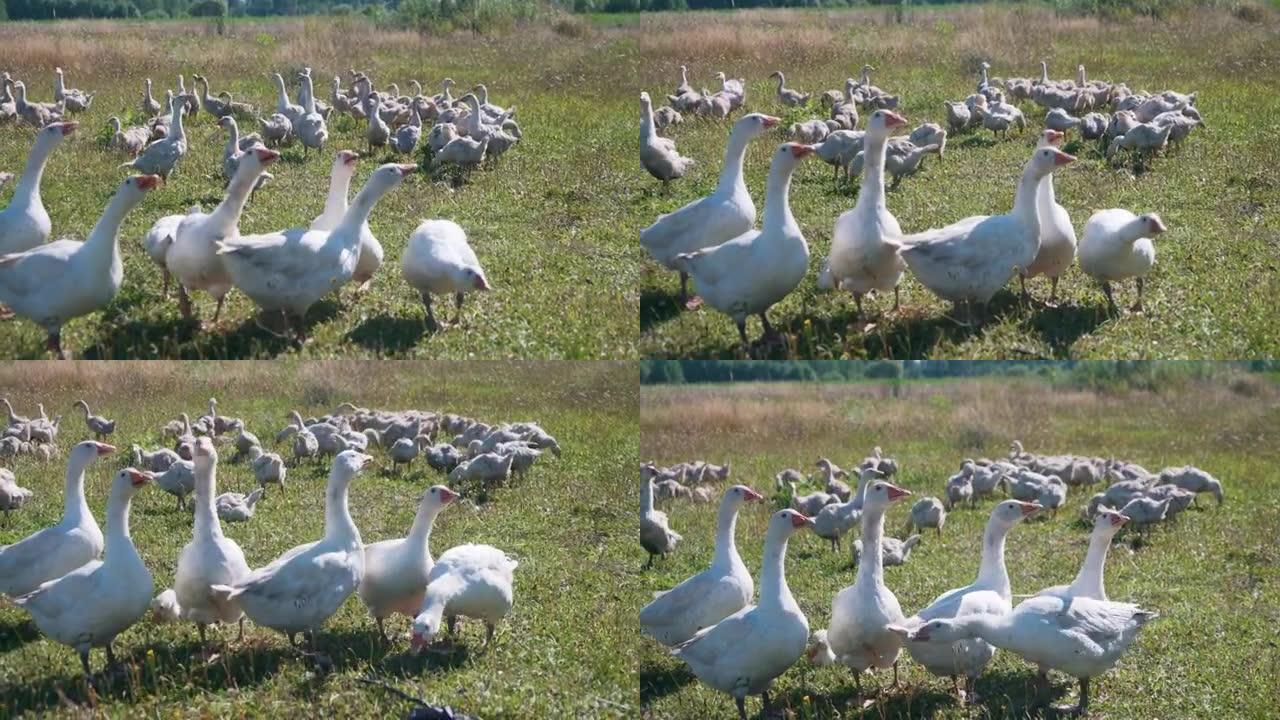 一群可爱的小白家鹅在阳光明媚的金色夏日乡村风景中快乐地行走。高增益效应。4k分辨率
