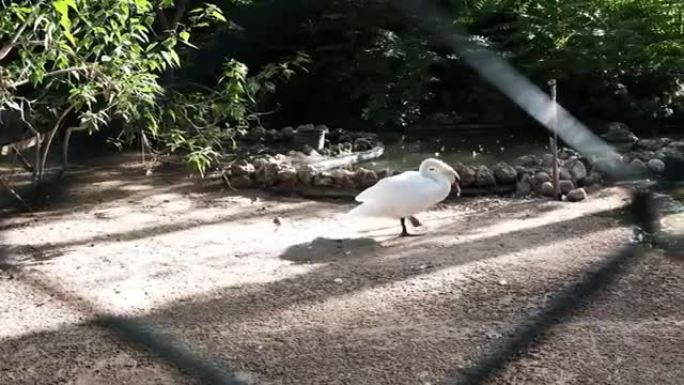 白天鹅在动物园的池塘附近缓慢行走寻找食物。
