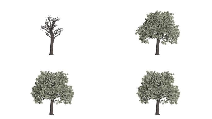 美元树时间流逝增长，商业概念，白色背景
