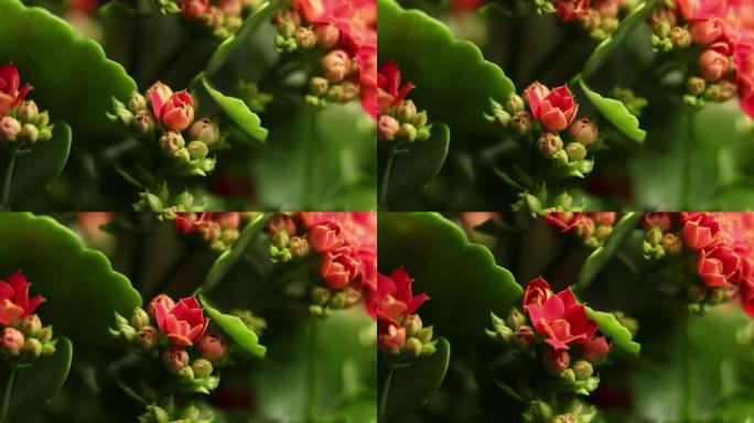 盛开的红花的延时。美丽的开放。绿叶背景上开花大花的延时