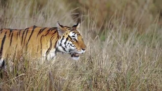 一只美丽的孟加拉虎在印度中部森林的草地上行走