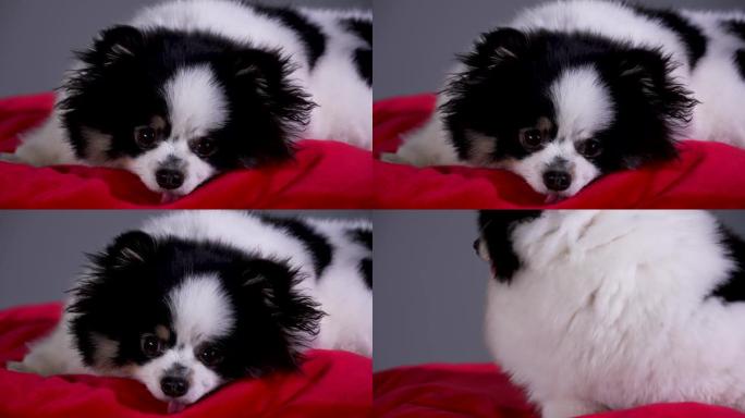 一个可爱的黑白斯皮茨躺在红色枕头上的前视图，然后坐下，转身离开相机。工作室里的狗在灰色背景上。慢动作