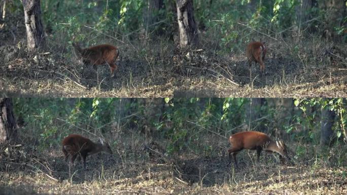 在印度中部森林中缓慢放牧的吠叫鹿