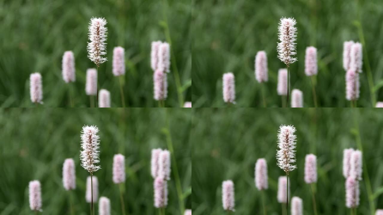 紫色车前草的花朵在夏天随风移动。绿色草地背景上细茎上的粉红色花。背景上的草和花模糊了
