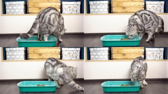 一只灰色的英国猫把便便埋在托盘里。房间里猫的厕所。