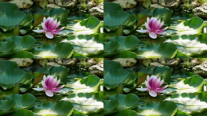 美丽的莲花。特写粉色白色荷花池塘亚洲关闭荷花冥想