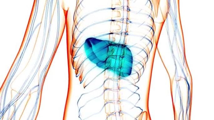 人体内消化器官肝脏解剖动画概念