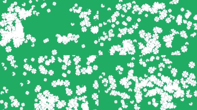 圣帕特里克节三叶草飞行动画。四叶和三叶三叶草。绿色背景上的白色三叶草叶子。横向构图，4k视频质量