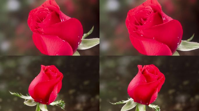 4k60帧唯美露珠红色玫瑰花开延时