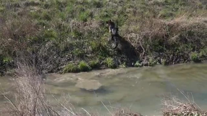 湿的德国牧羊犬跳过溪流，嘴里叼着树枝，摇晃着皮毛