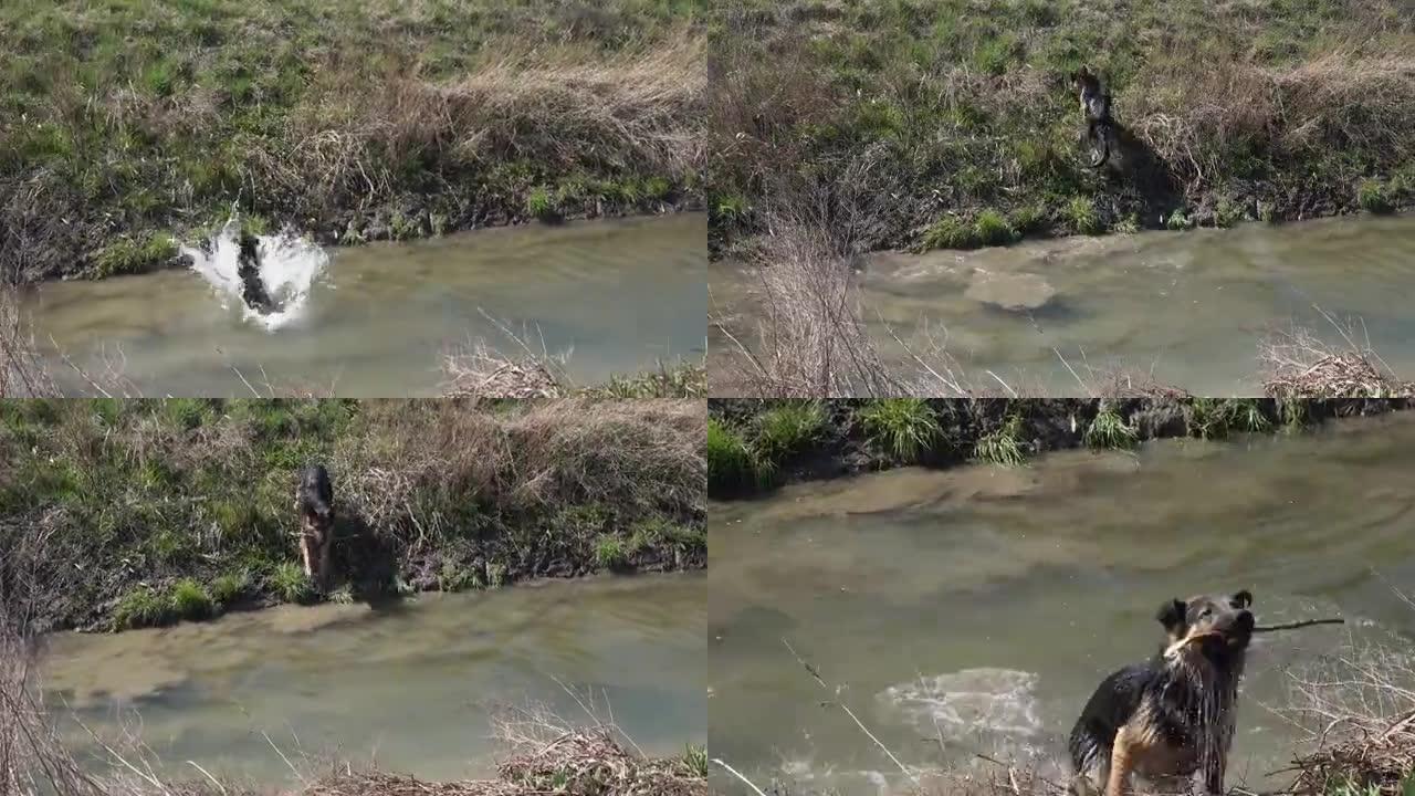 湿的德国牧羊犬跳过溪流，嘴里叼着树枝，摇晃着皮毛