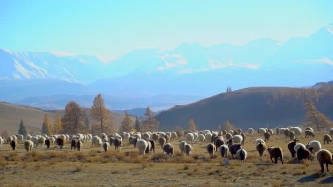 成群的绵羊在山上奔跑