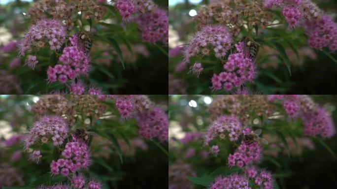 蜜蜂以超慢动作从花朵中收集花粉。