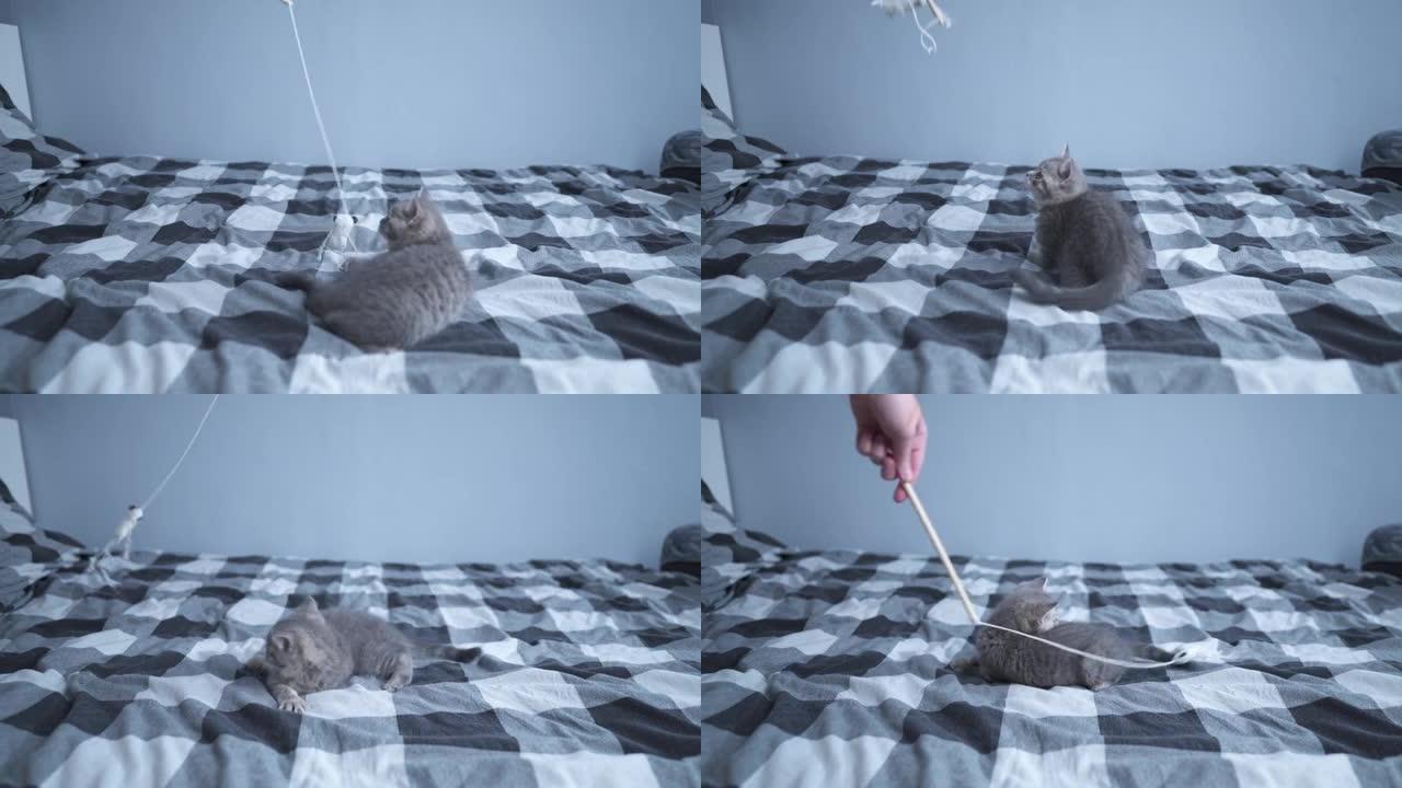 苏格兰直品种的小有趣小猫在家里的床上玩绳子上的玩具很有趣。年轻的灰色直耳英国猫在方格床上寻找玩具。小