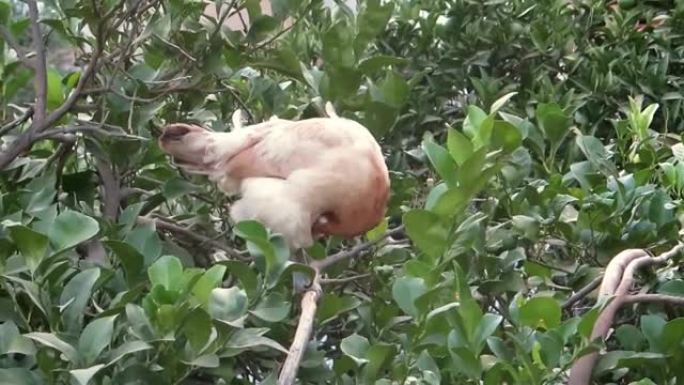 母鸡栖息在柠檬树中